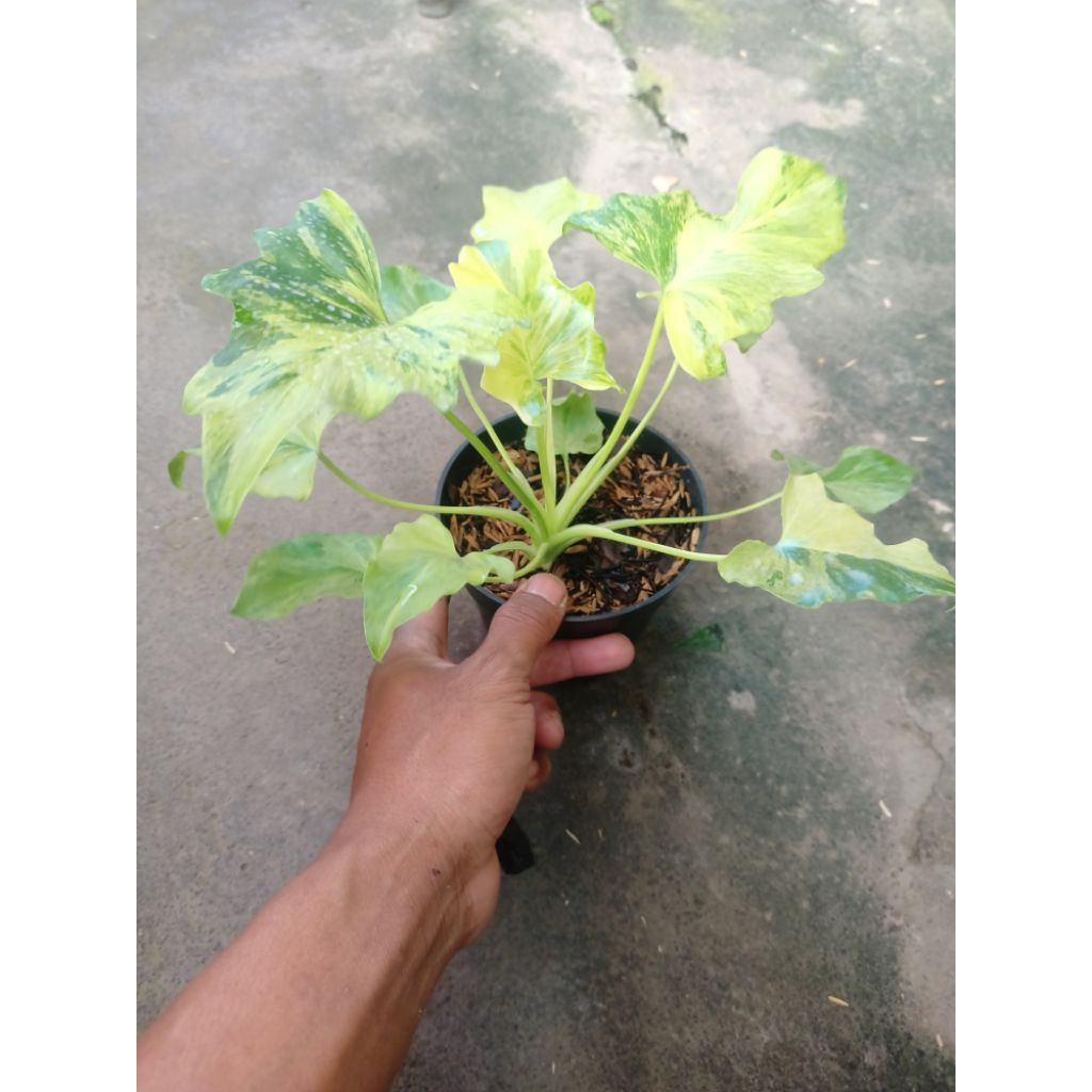 selloum varigata(nogo Geni)