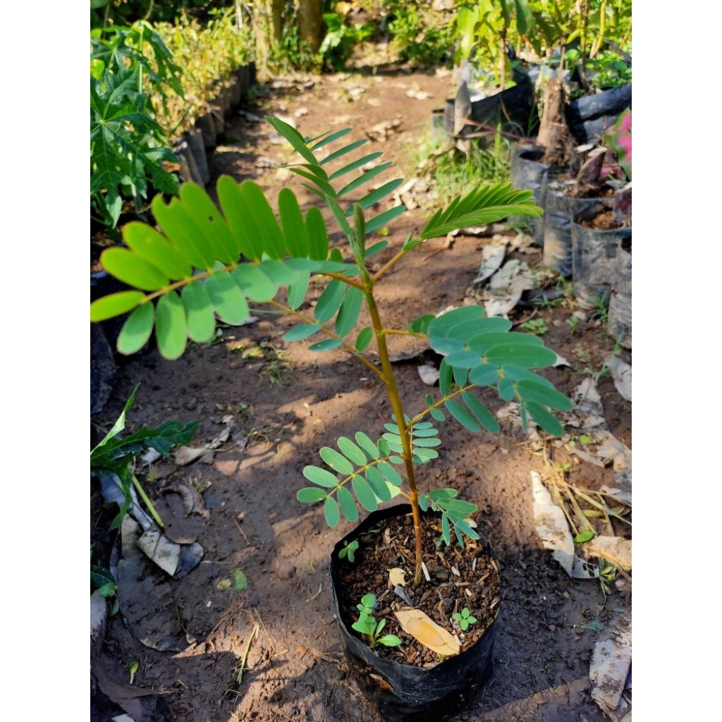 Bibit Pohon Bunga Turi Putih Tanaman Kembang