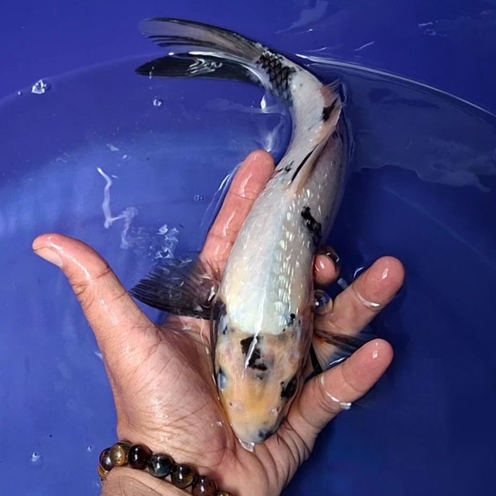 Ikan Koi Blitar Jenis Shiro / Rumah Koi Jakarta / kode 0012