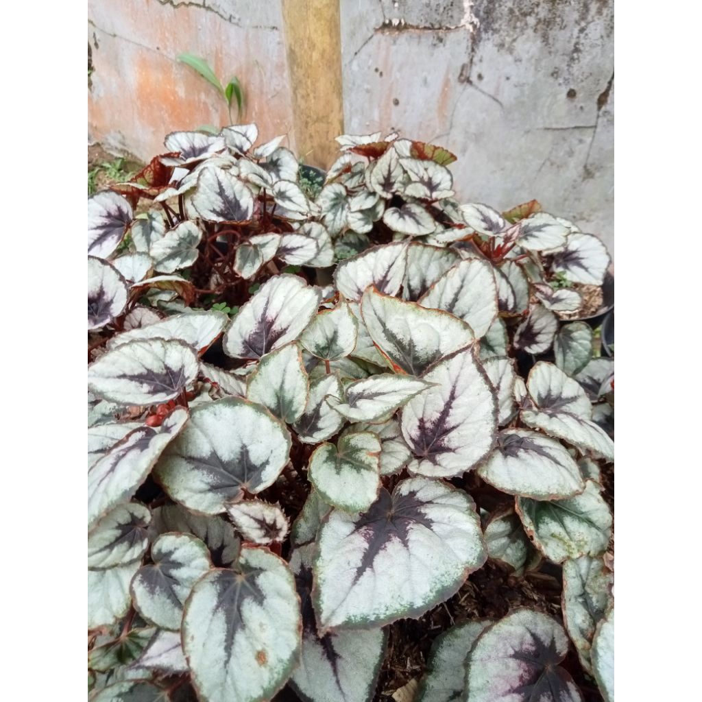 Tanaman Hias Begonia Rex Silver Rimbun / Pohon Begonia Rex Silver
