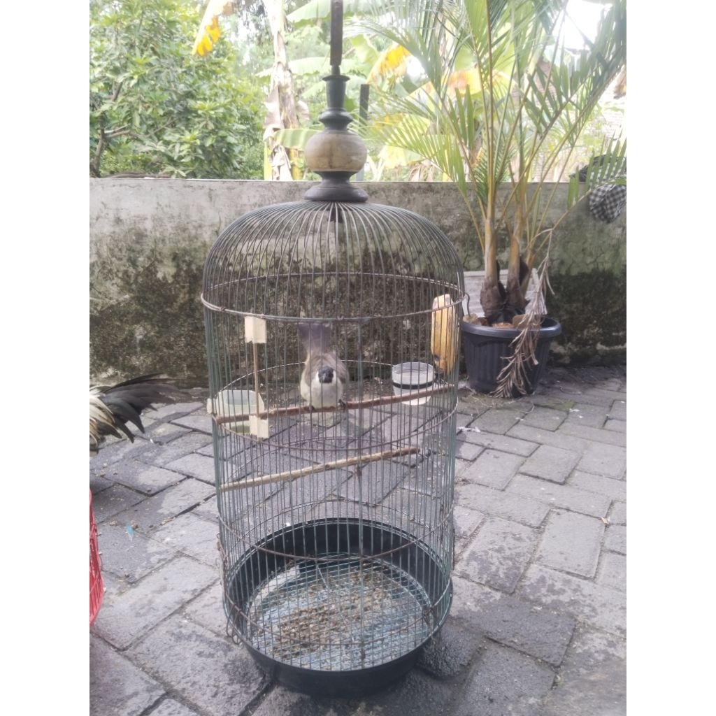 Kutilang gacor danjinak