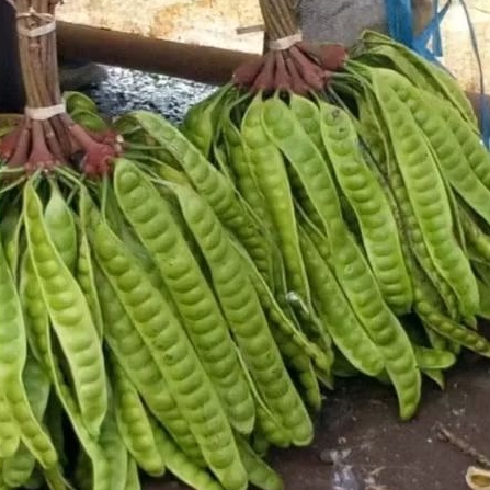 PETE PADI BARU PETIK SUPER TUA DAN FRESH