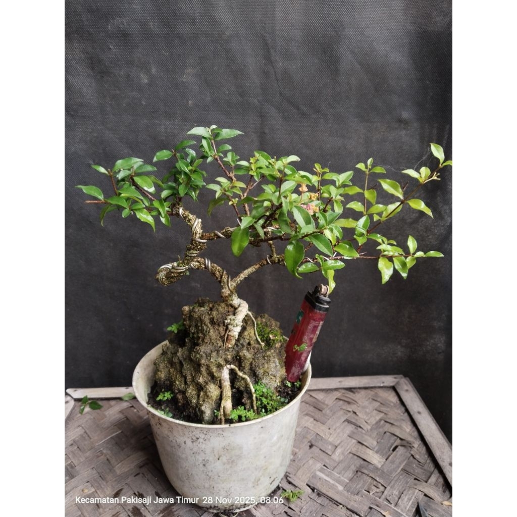 Bonsai sakura mikro on the rock