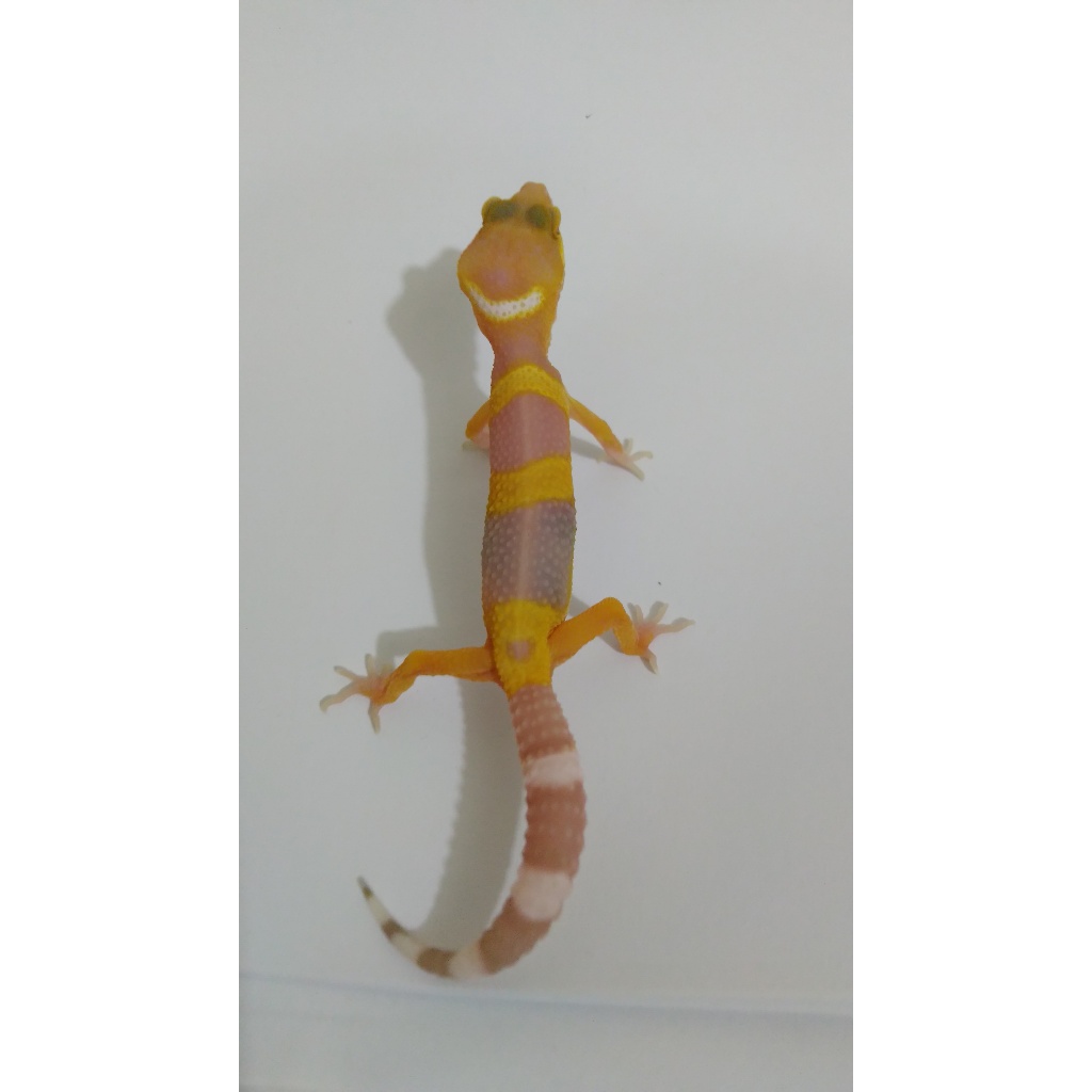 Mainan Gecko Tangerine Tremper Albino (White Eye)