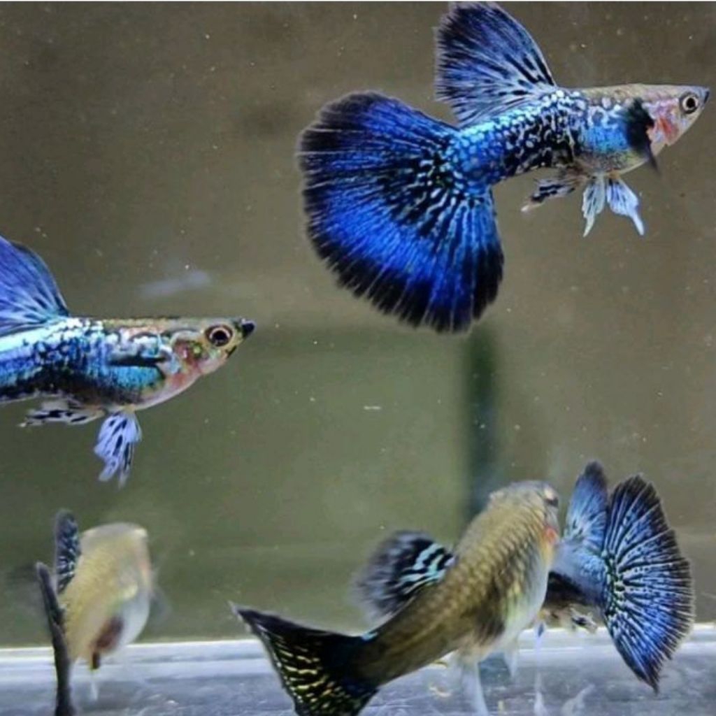 G,L lukisan guppy blue dragon big ear