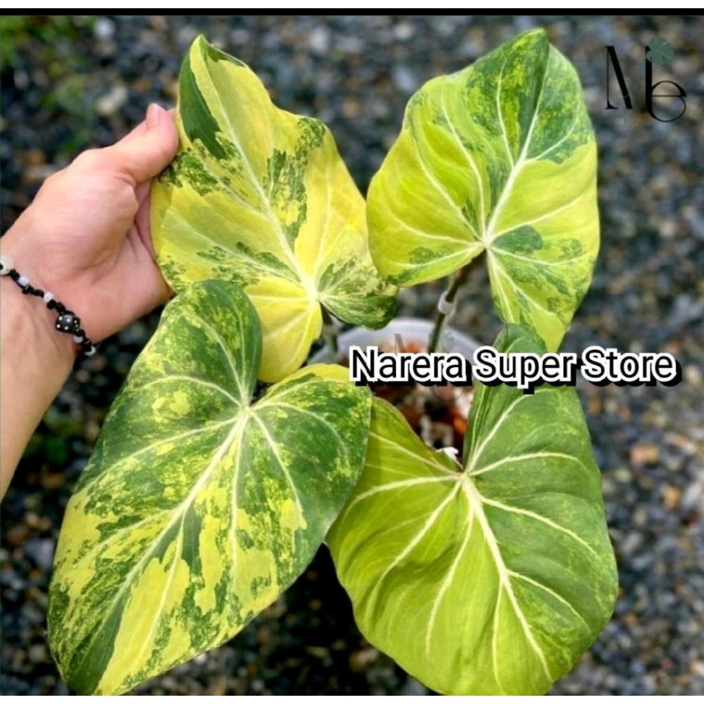 Tanaman Hias Philodendron Gloriosum Aurea Variegated Variegata Varigata Real Pict Murah Ekonomis