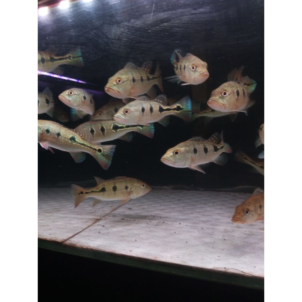 Peacock Bass orinoco 11 12cm