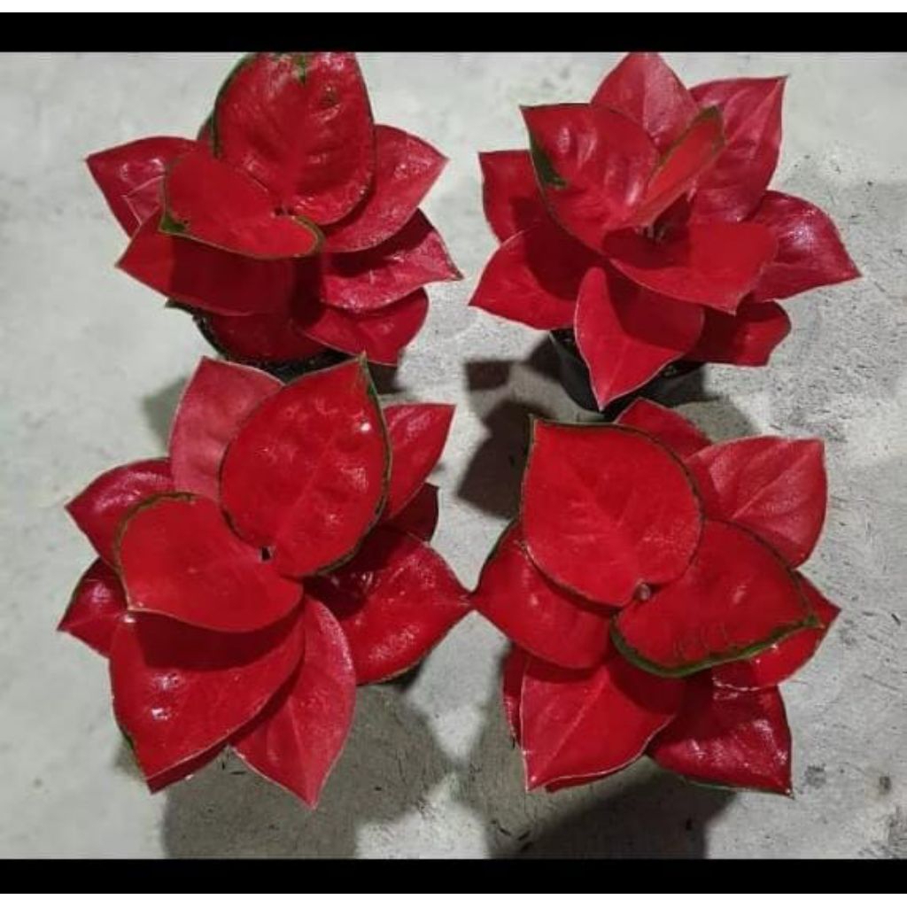 Bunga aglonema suksom jaipong