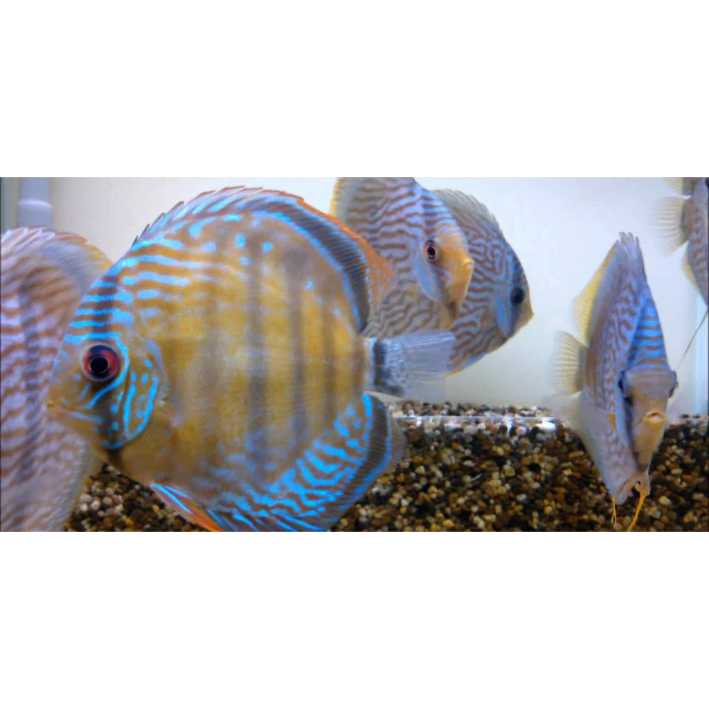 Discus Heckel Cross 3inch”