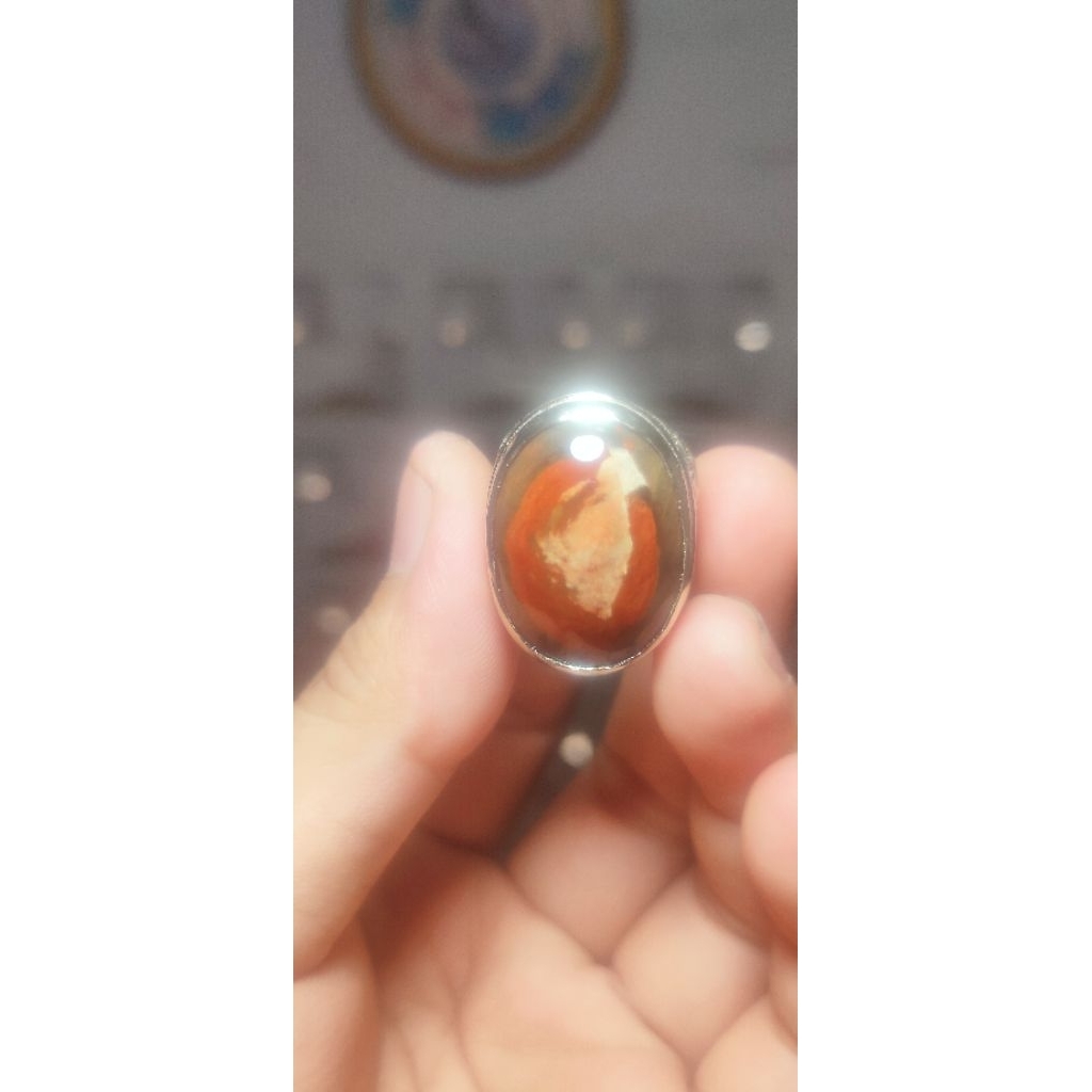 fosil kelor merah (07)