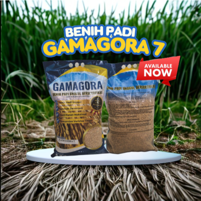 Benih Padi Gamagora 7 Asli Bersertifikat - Bibit Padi Unggul UGM Tahan Hama & Penyakit 5kg