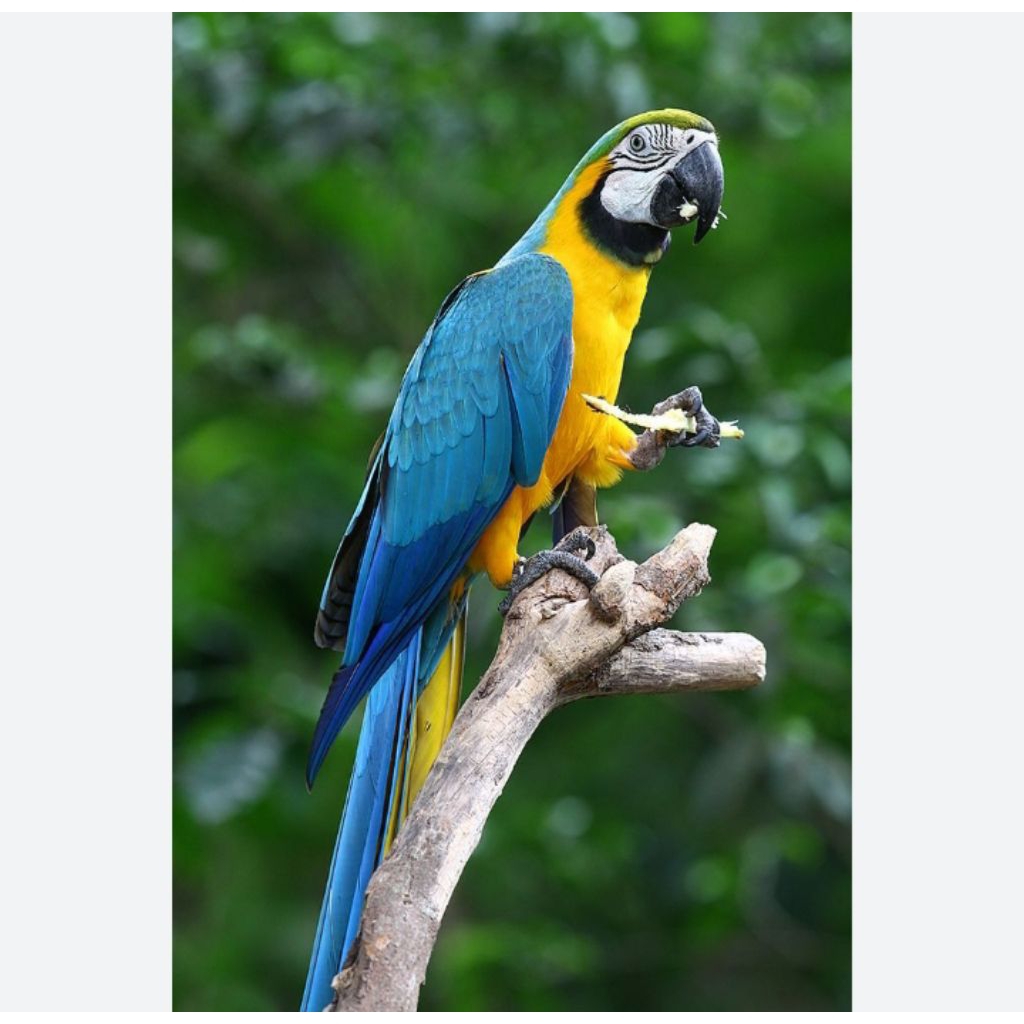 TELUR FERTL macaw blue and gold100%asli