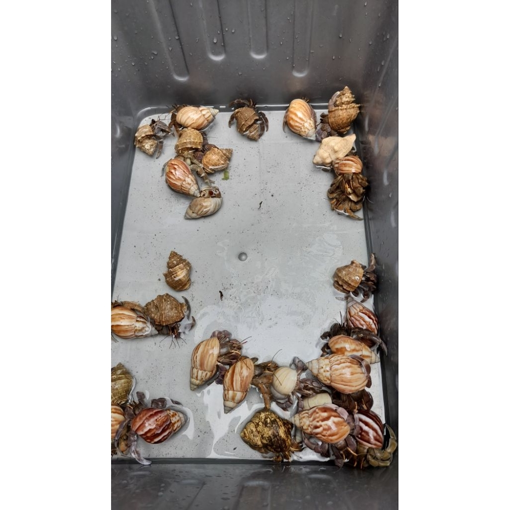 Kelomang Rugosus Jumbo Cangkang Bekicot