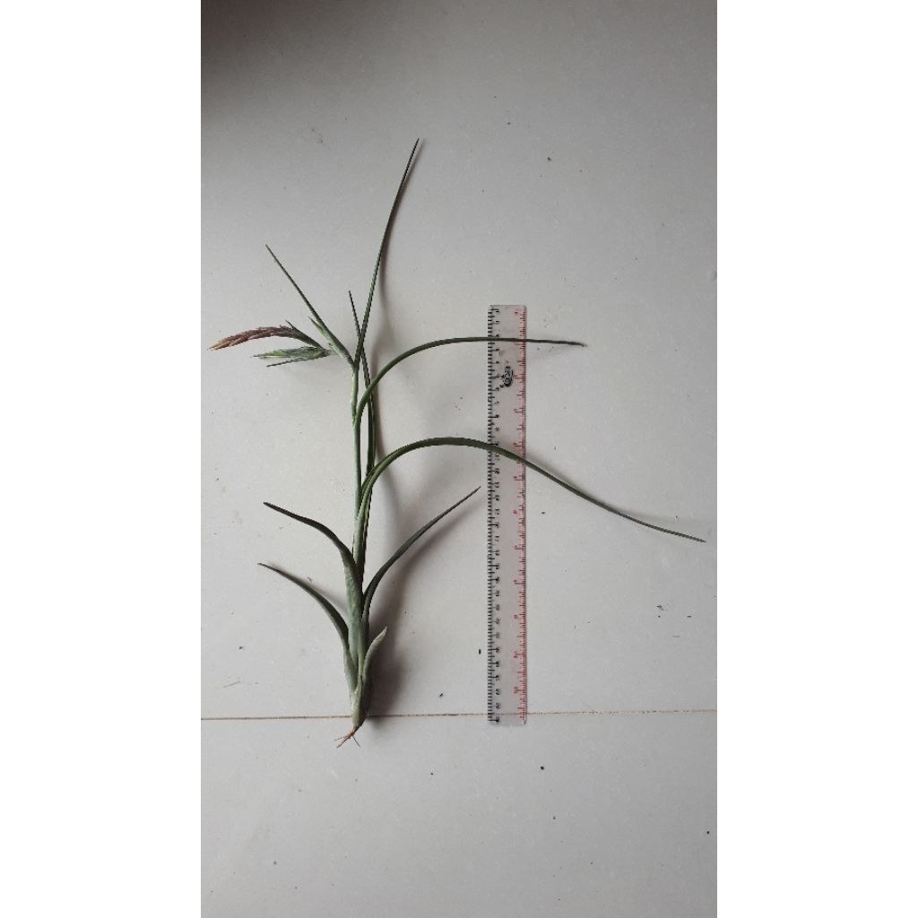 Tillandsia Intermedia