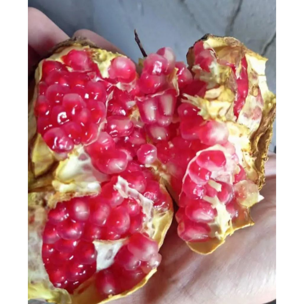 Delima/buah Delima tuban/Delima Bijian