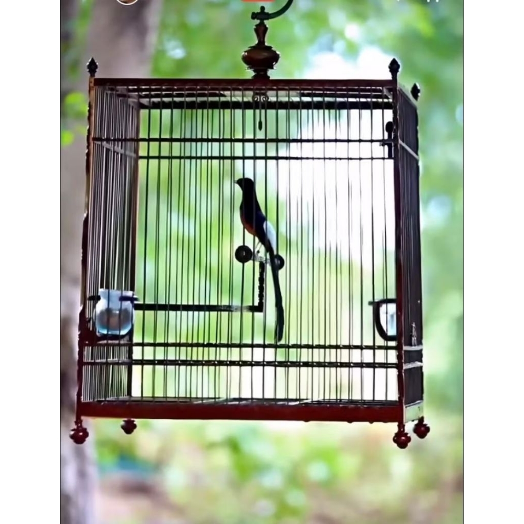 SANGKAR CUNGKOK MURAI KOTAK UK55