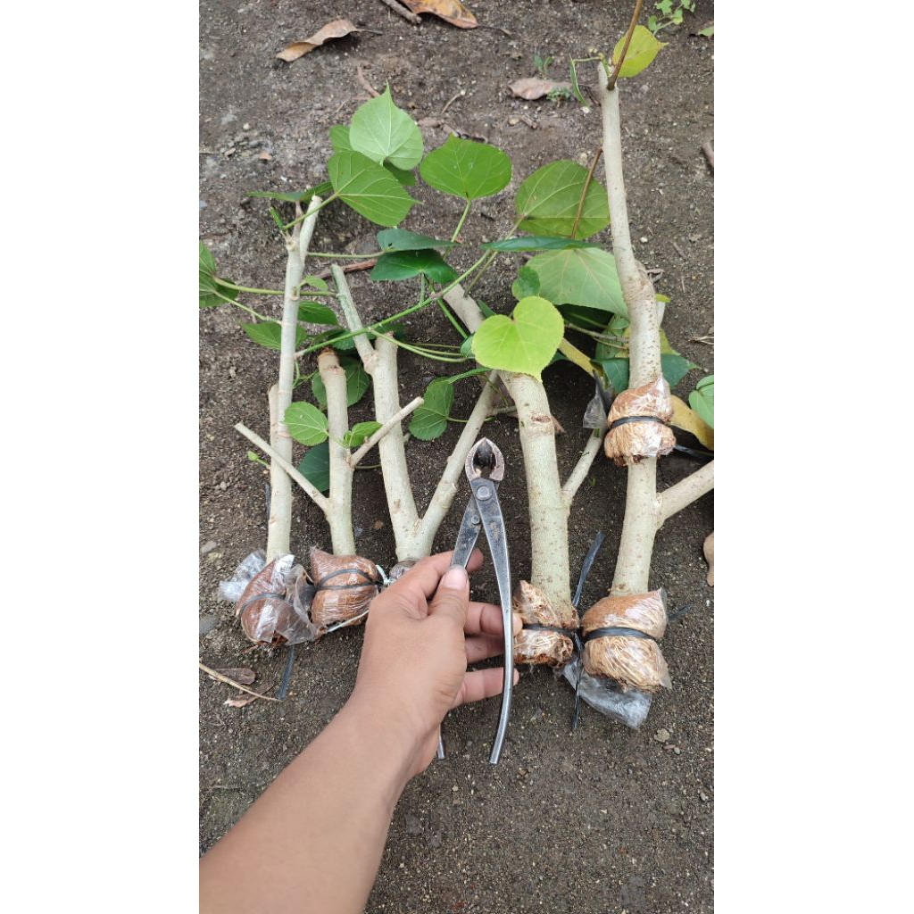 ZEN PRODUCTIONS waru india super hasil budidaya cangkok tinggi ±40cm PREMIUM