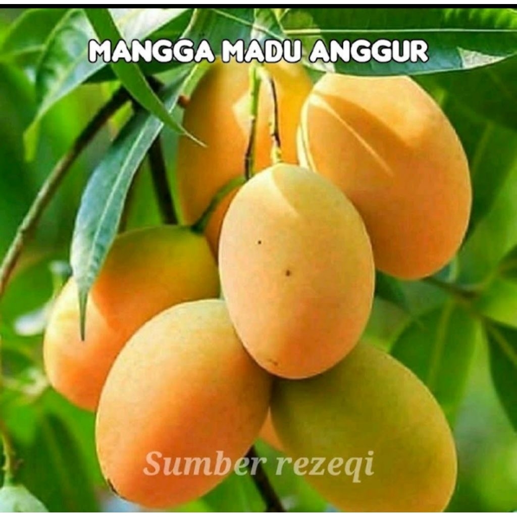 bibit mangga madu anggur super