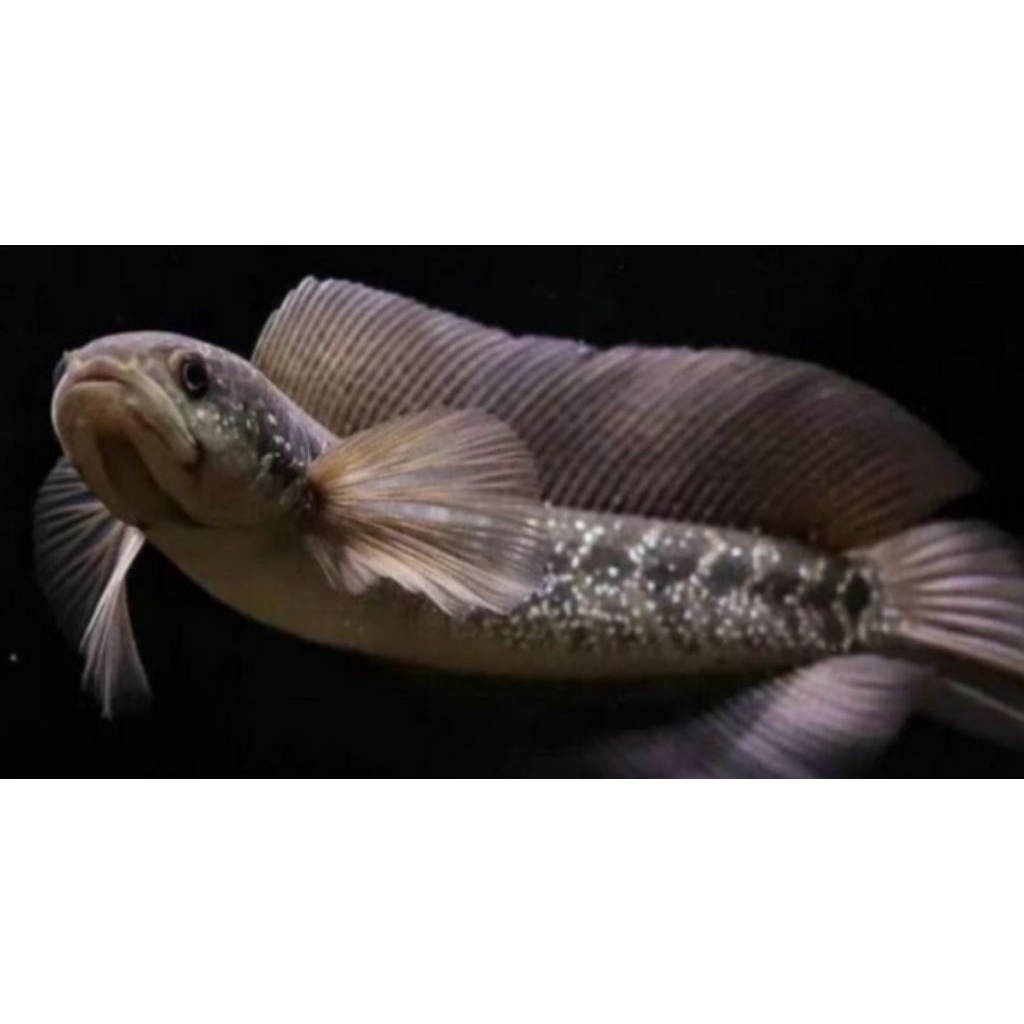 channa asiatica sirip gondrong size 5-6 cm