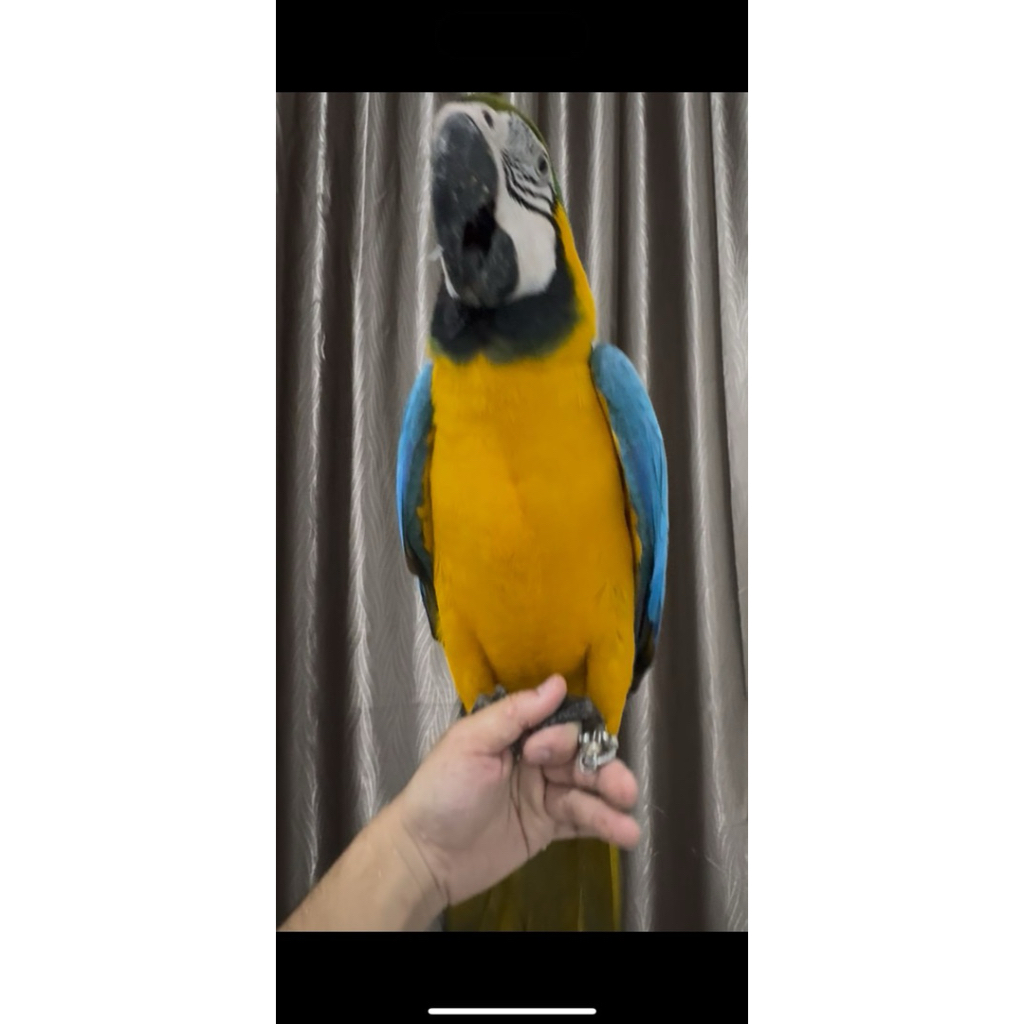 BnG macaw