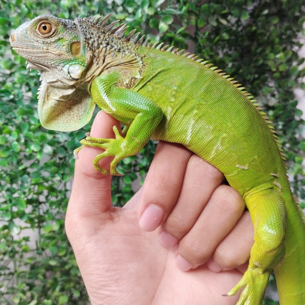 Iguana Green Jantan bs 60CM