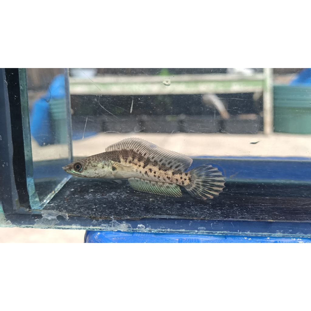 channa auranti cb pulosari top grade A gondrong murah 6-7cm highfin marking tebal semi short body