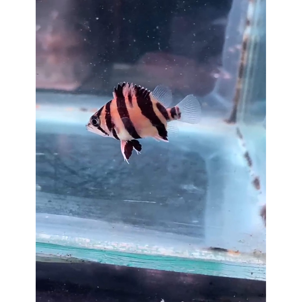 Gantungan kunci datz 3 bar