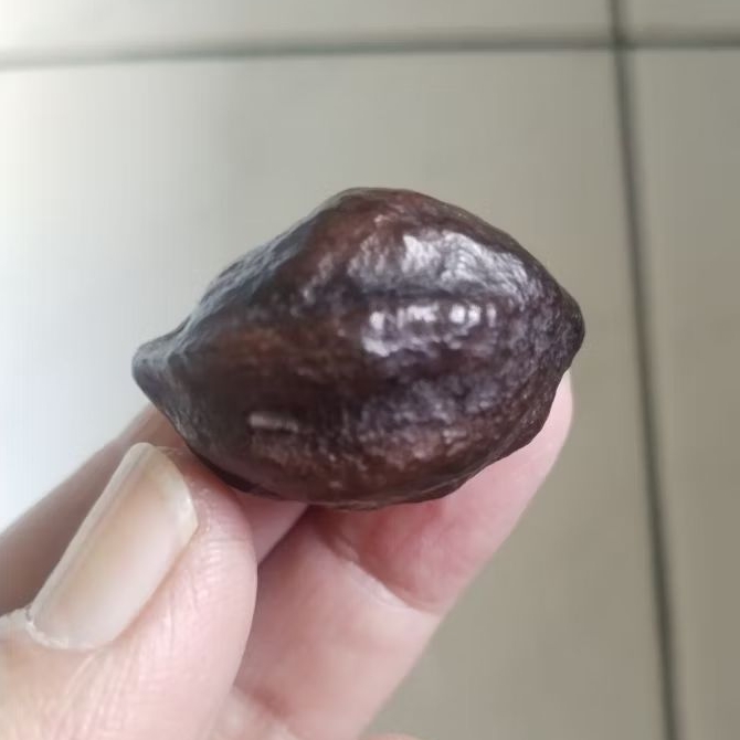 Kemiri Adu Muncang Adu Jawa Arin Ori Urgen Matang