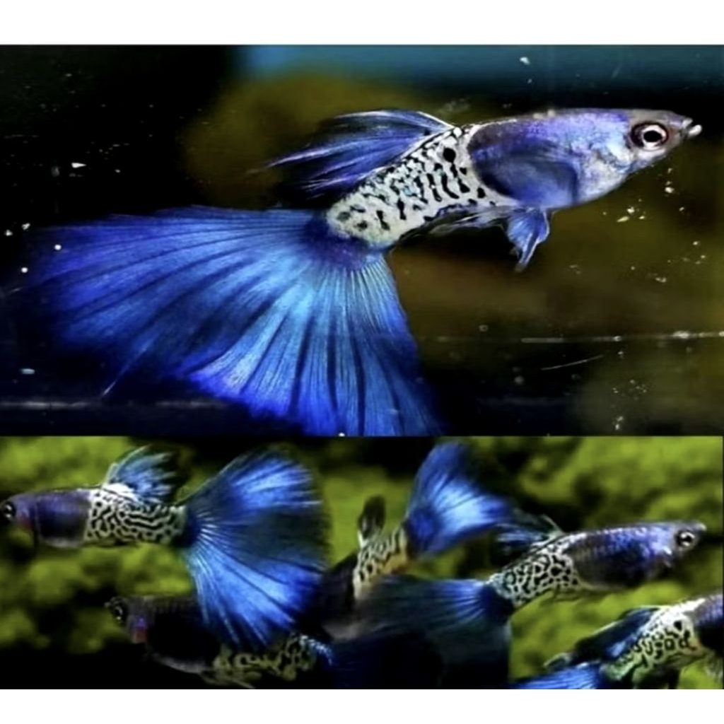 Hiasan aquarium Guppy Mssbt sepasang