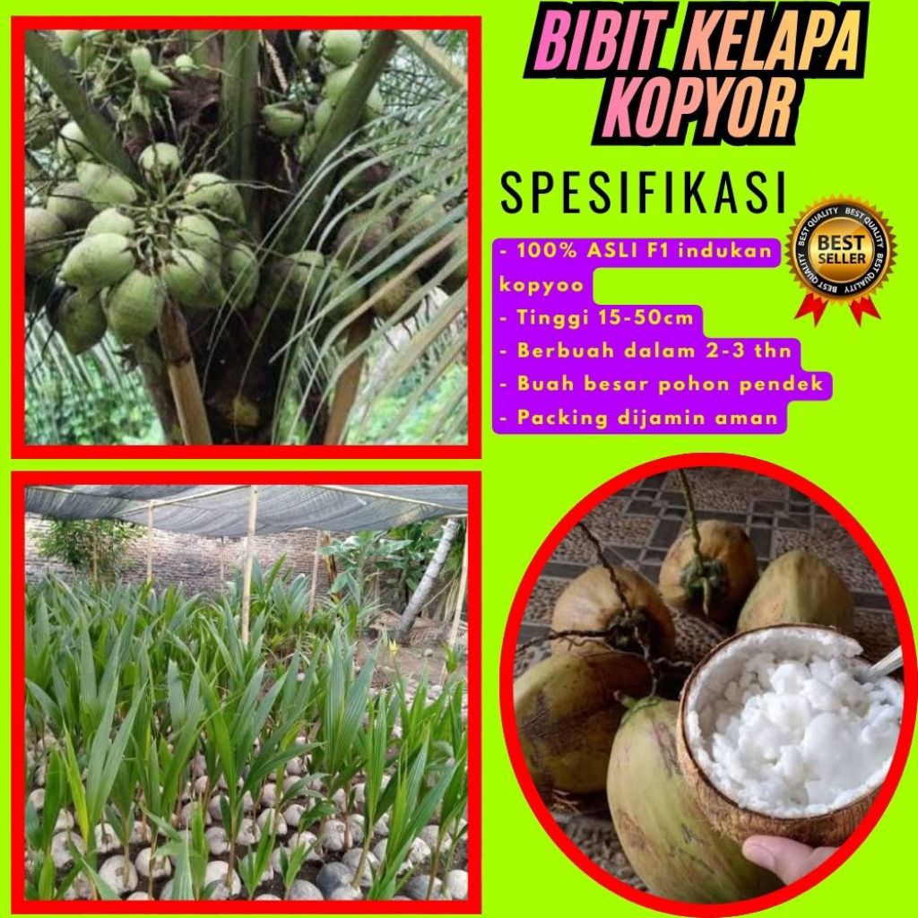 KUALITAS TERBAIK  Bibit Kelapa Kopyor Kultur Jaringan, Bibit Kelapa Kopyor Madu