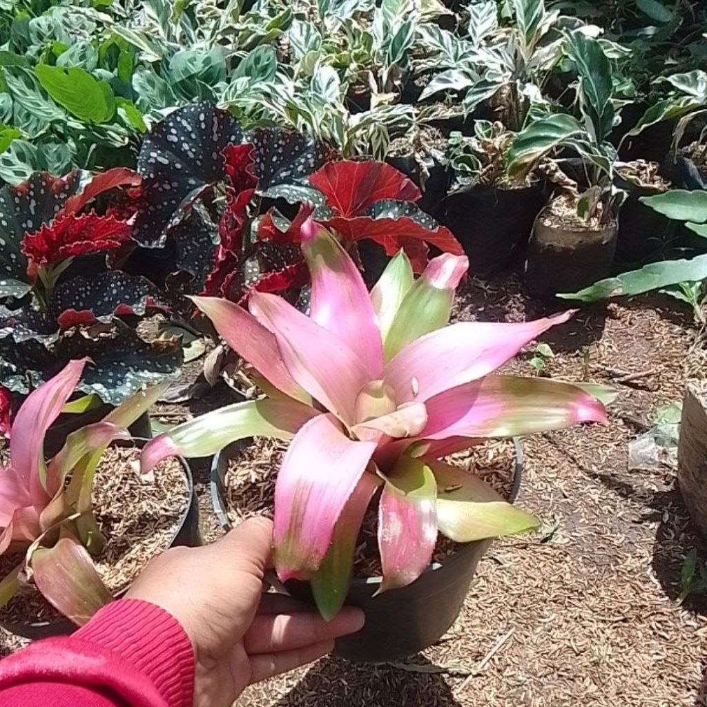 tanaman hias bromelia pink/bromelia pink