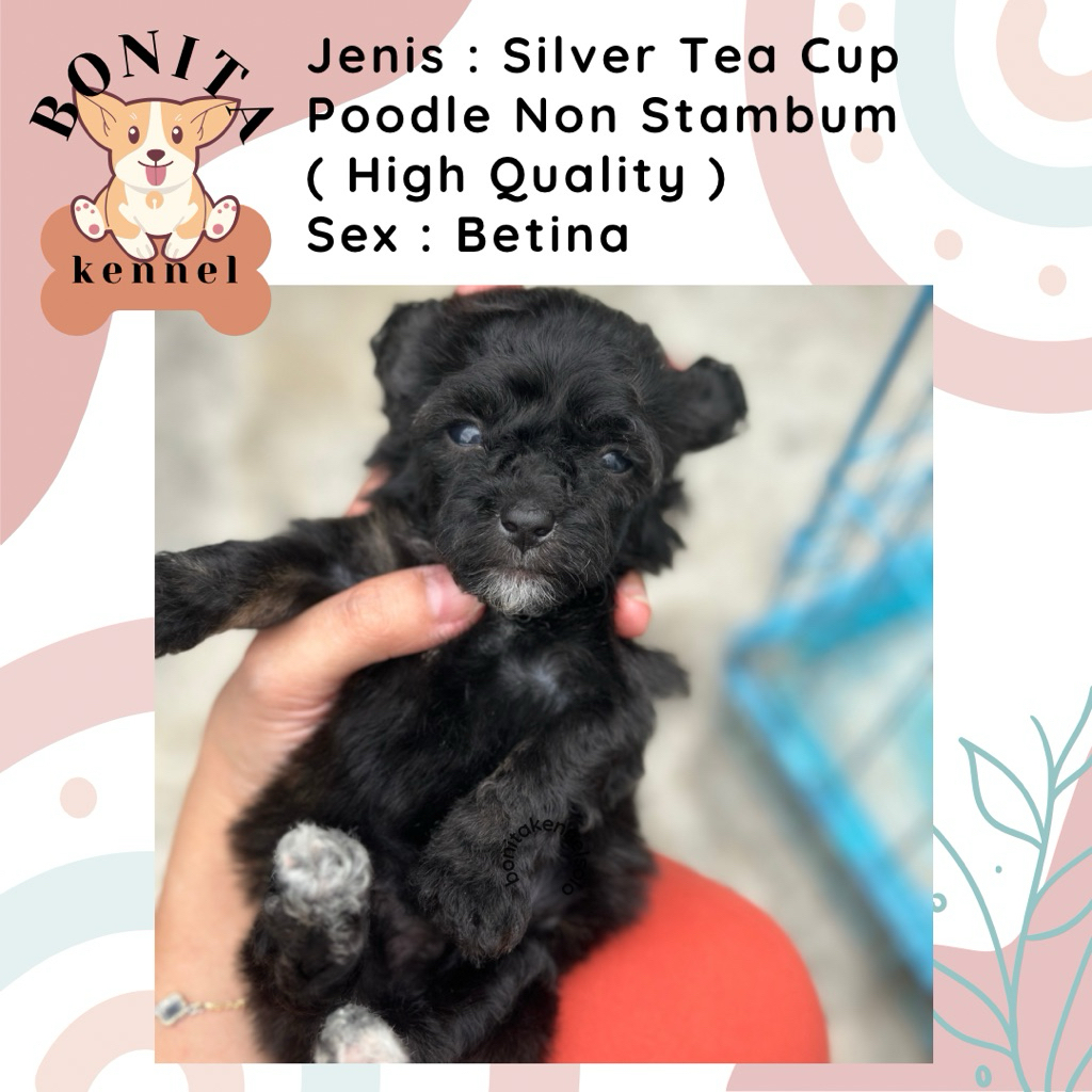 Silver Toy Tea Cup Poodle Non Stambum Anak Anjing Poodle Abu Jantan Betina