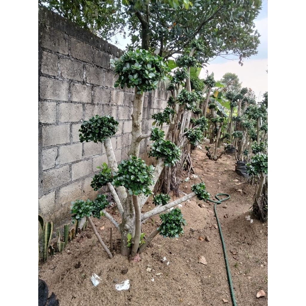 tanaman bonsai beringin mikro bonsai tanam beringin mikron daun mangkok bonsai sultan beringin mikro