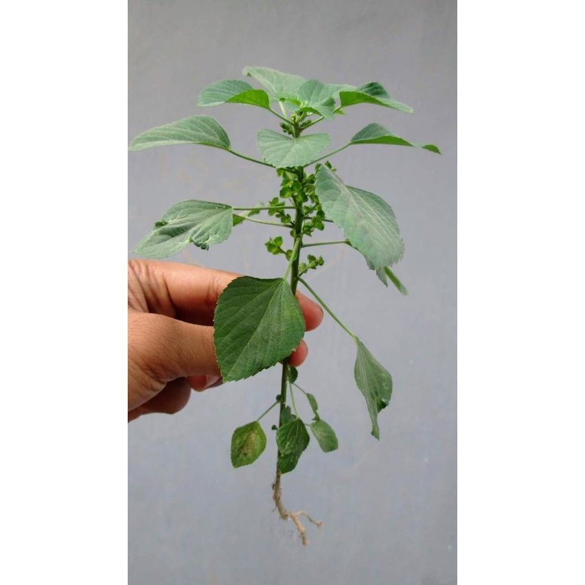 Bibit Tanaman Anting Anting Efek Catnip Kucing Tanaman Akar Kucing Hidup Siap Tanam