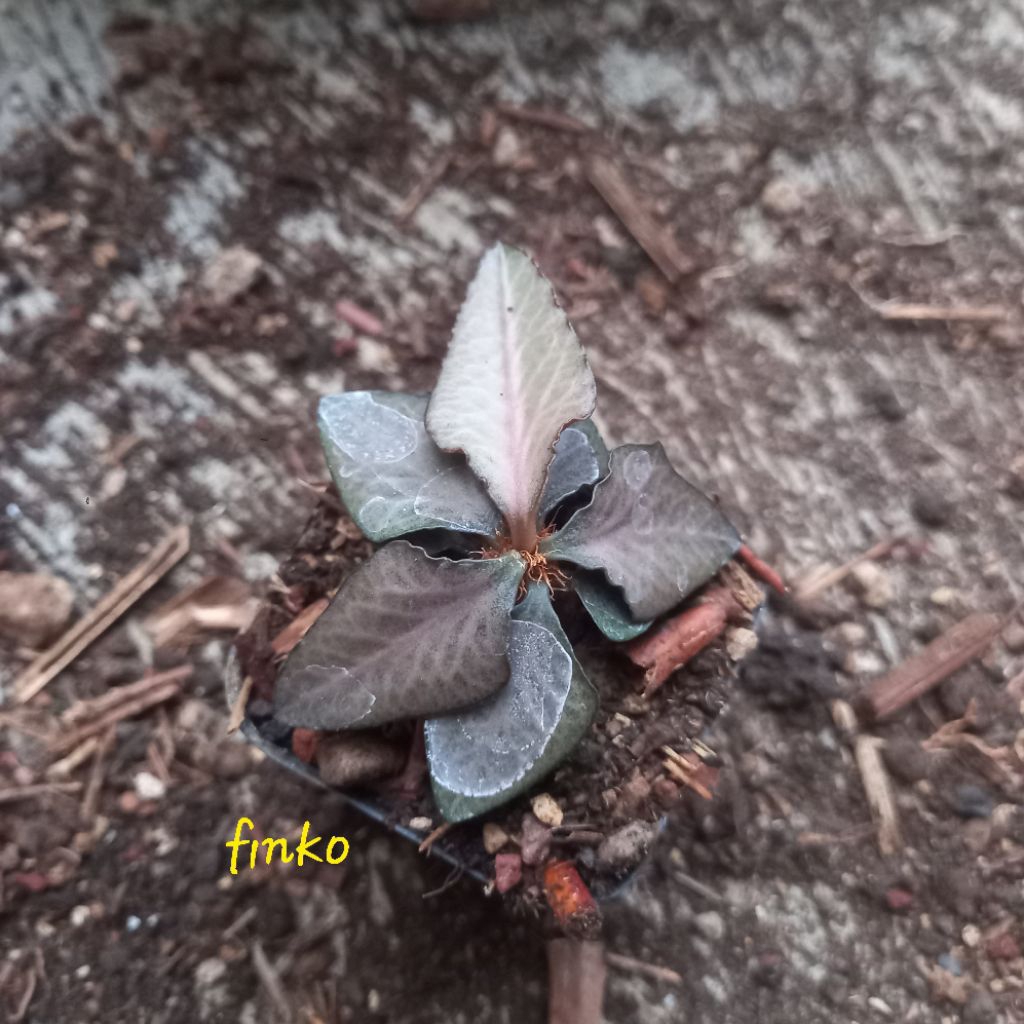 euphorbia francoisii crassicaulis hybrid maple leaf (26)