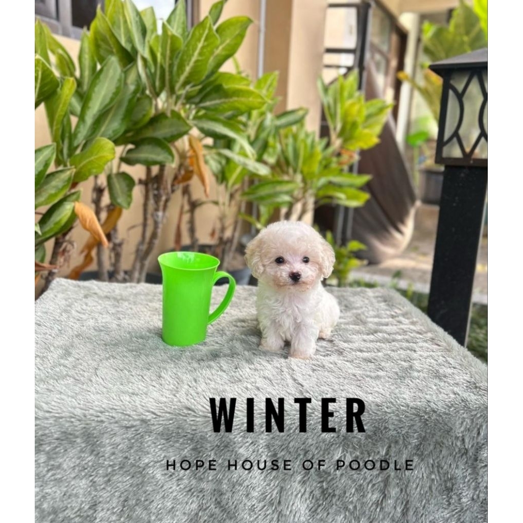 Pembayaran poodle teacup party jantan stambum vaksin murah poodle teacup unik super kecil