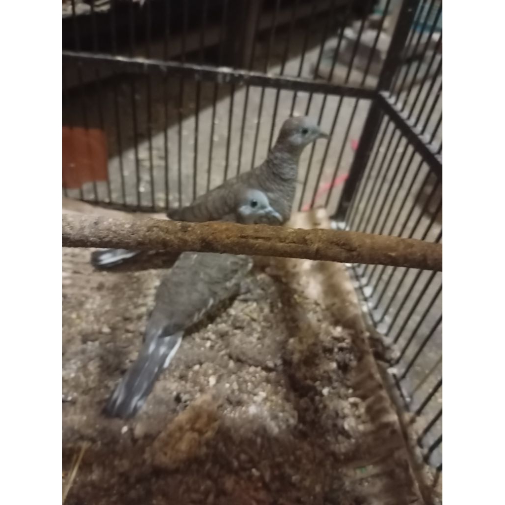 perkutut katurangan. bulu ekor putih. lokal alam