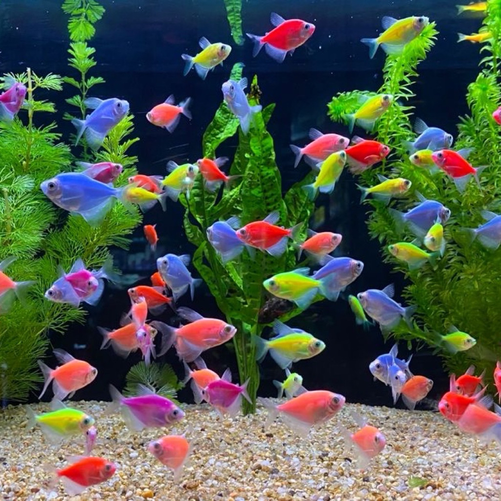 [Chan Aquatic] PAKET IKAN HIAS GLOFISH TETRA 10 EKOR IKAN HIAS GLOWFISH IKAN GLOW IN THE DARK HIASAN