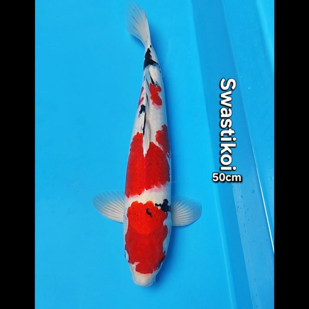 Ikan koi blitar super jumbo Sanke 50cm