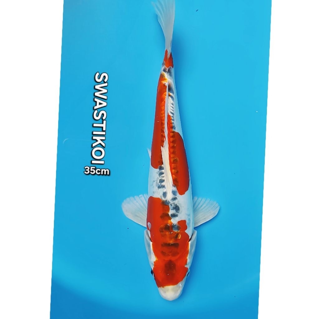 Ikan koi blitar jumbo 35cm Kujaku Doitsu