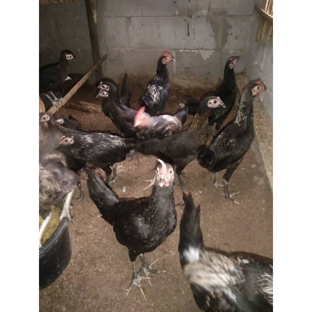 Ayam kampung asli usia 4 Bulan Jantan