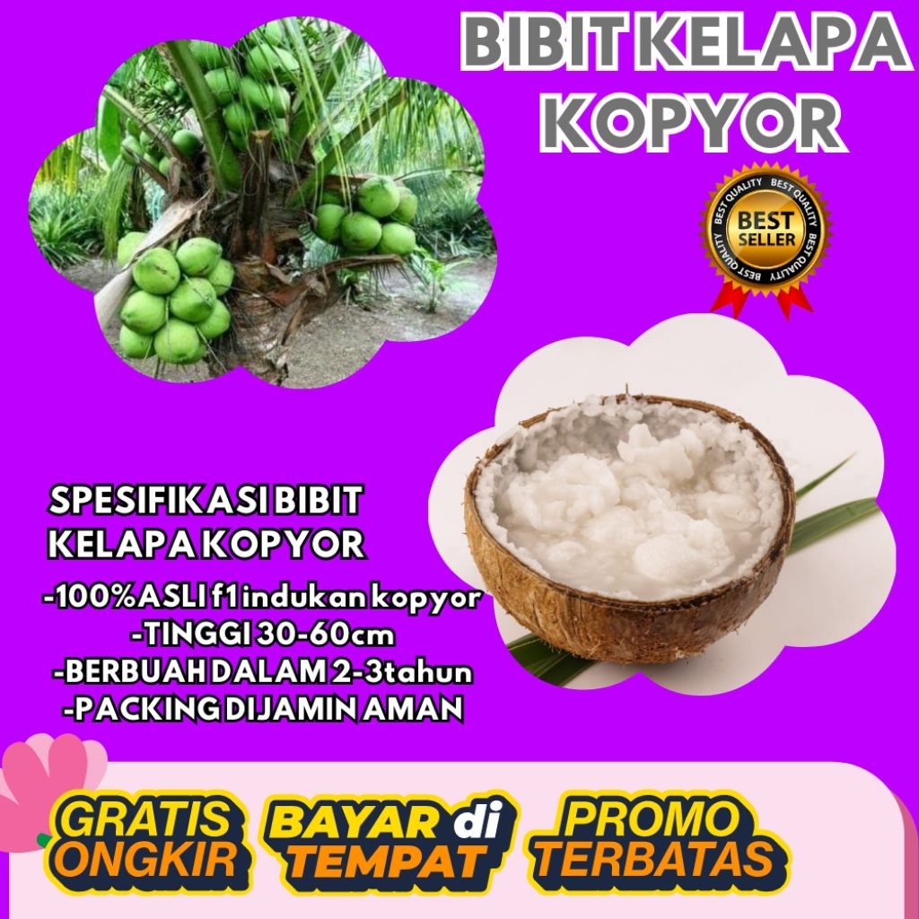 PROMO  Bibit Kelapa Kopyor, Bibit Kelapa Kopyor Asli, Bibit Kelapa Kopyor Bersertifikat