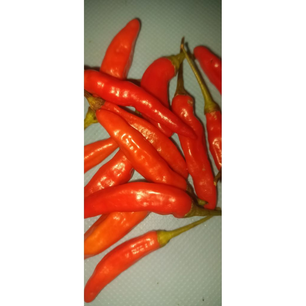 cabe caplak  /cabe setan/cabe rawit merah