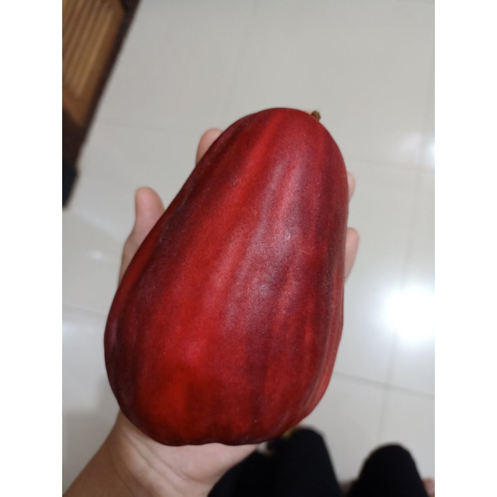 Bibit jambu jamaika jumbo / jambu agung / jambu bol