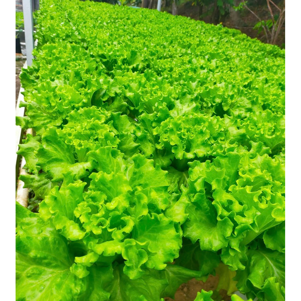 Benih Selada  Batavia Toke 1 gram /pengganti maritima caipira