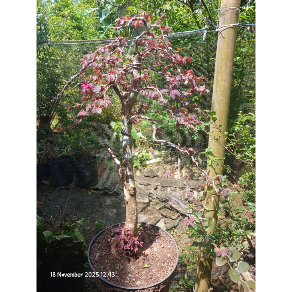 serut merah/pitaloka bahan bonsai murah karakter bunjin style