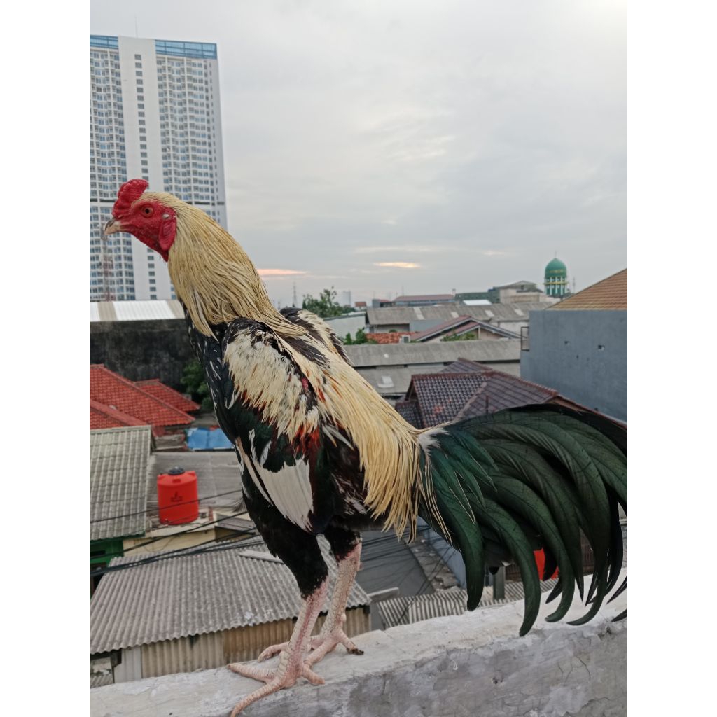 ayam bangkok asli petarung magon