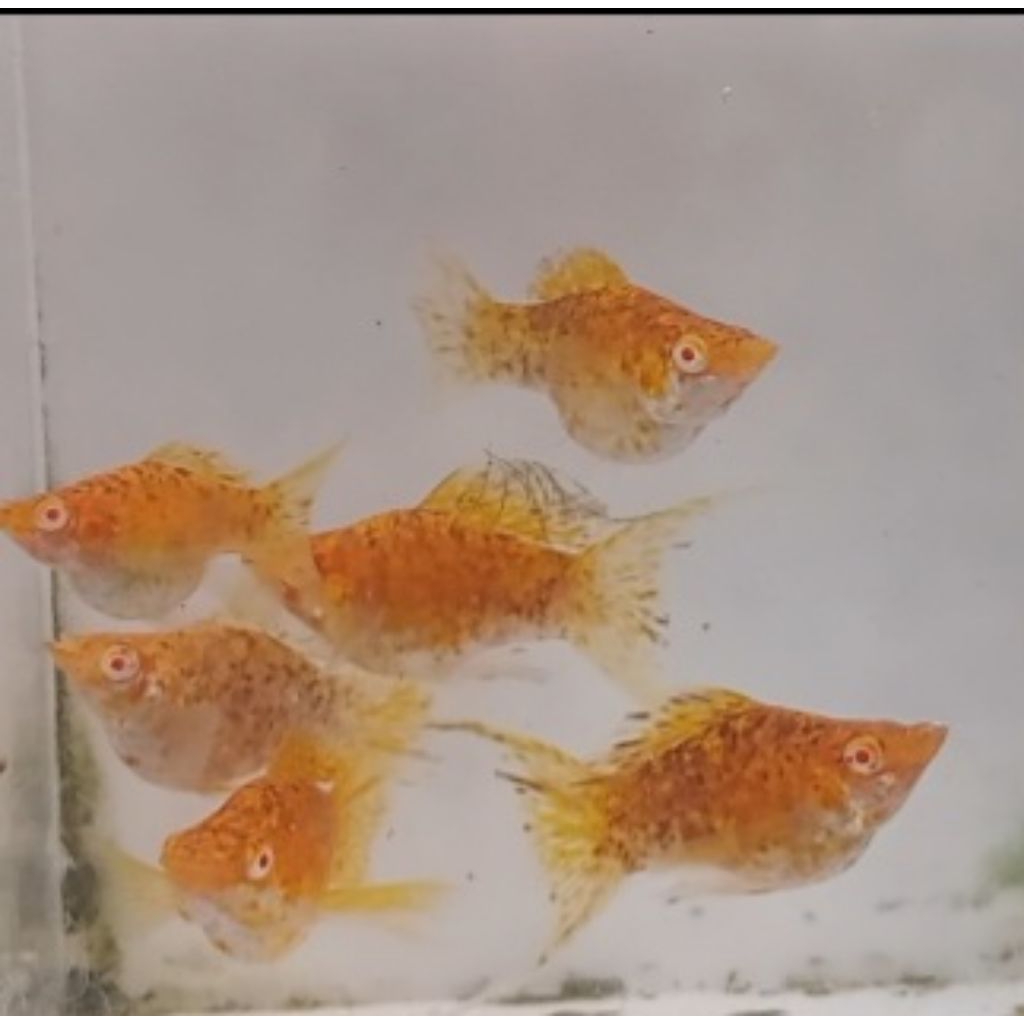 molly albino balon golden marbel chocolate lyretail (produk masih premium)