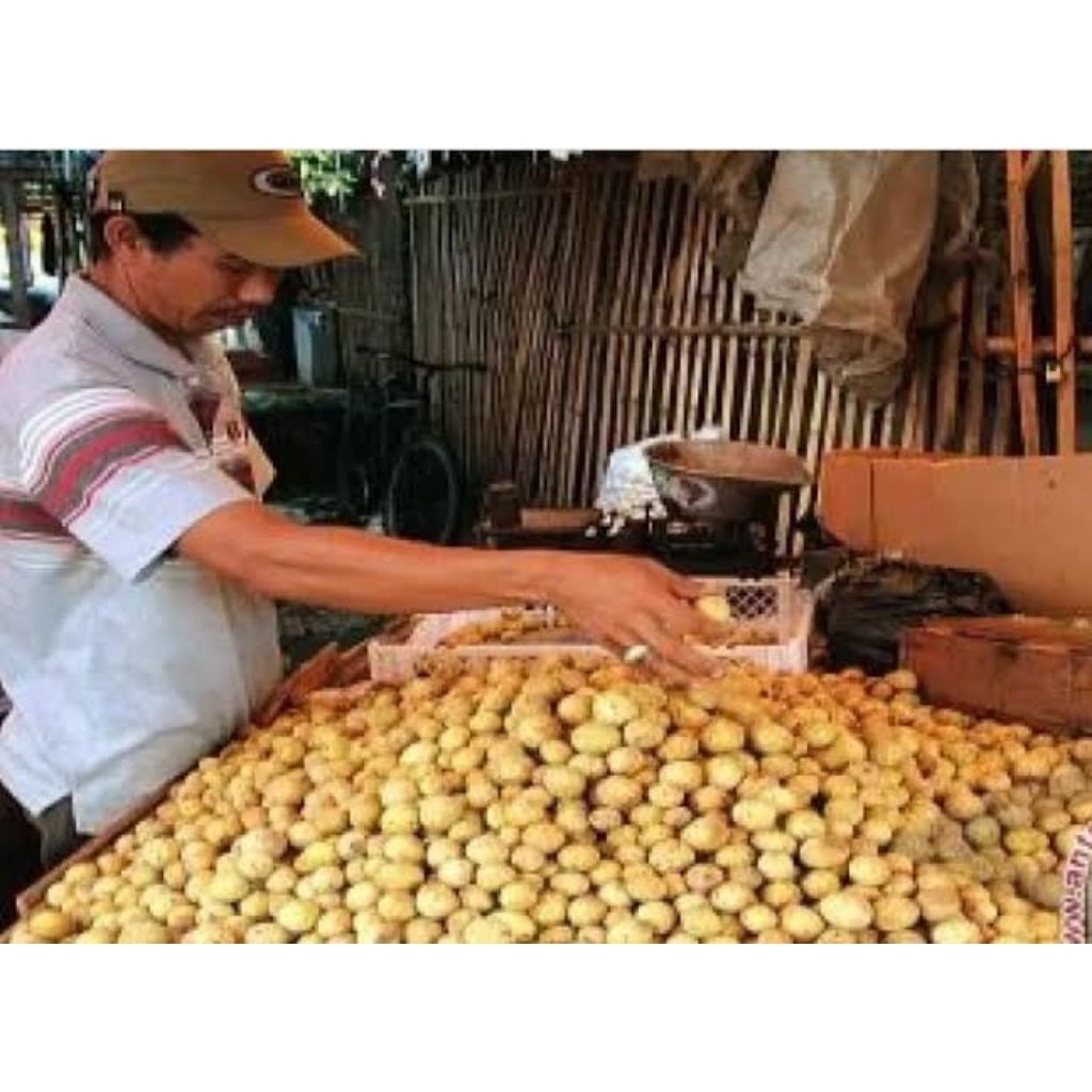 Buah Duku Kalimantan/Buah Langsat Pontianak manis/ buah duku Pontianak manis/ langsat manis Pontiana