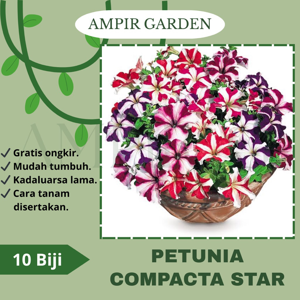 10 Biji Benih Bunga PETUNIA COMPACTA STAR MIX COLOR / Bibit Benih Bunga Hias Warna Warni Premium